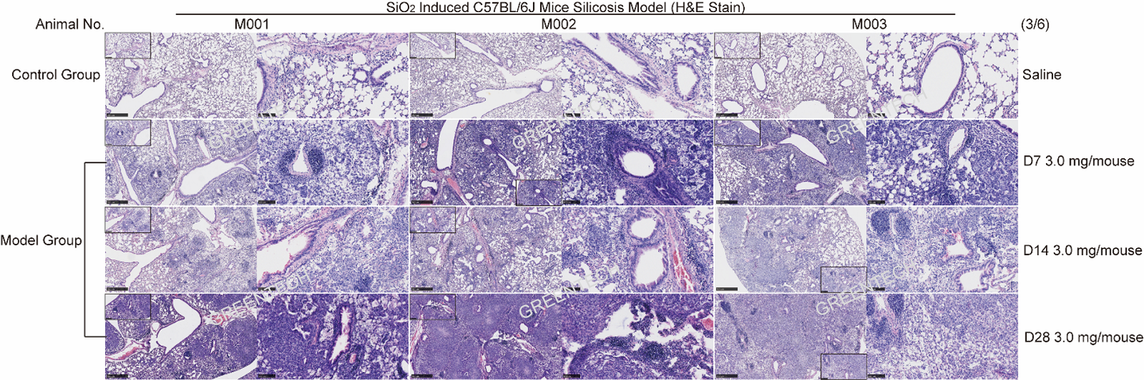 Lung section staining of silicon induced lung fibrosis model in mice.png