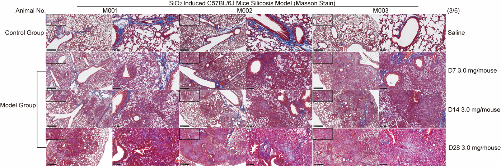 Lung section staining of silicon induced lung fibrosis model in mice.png