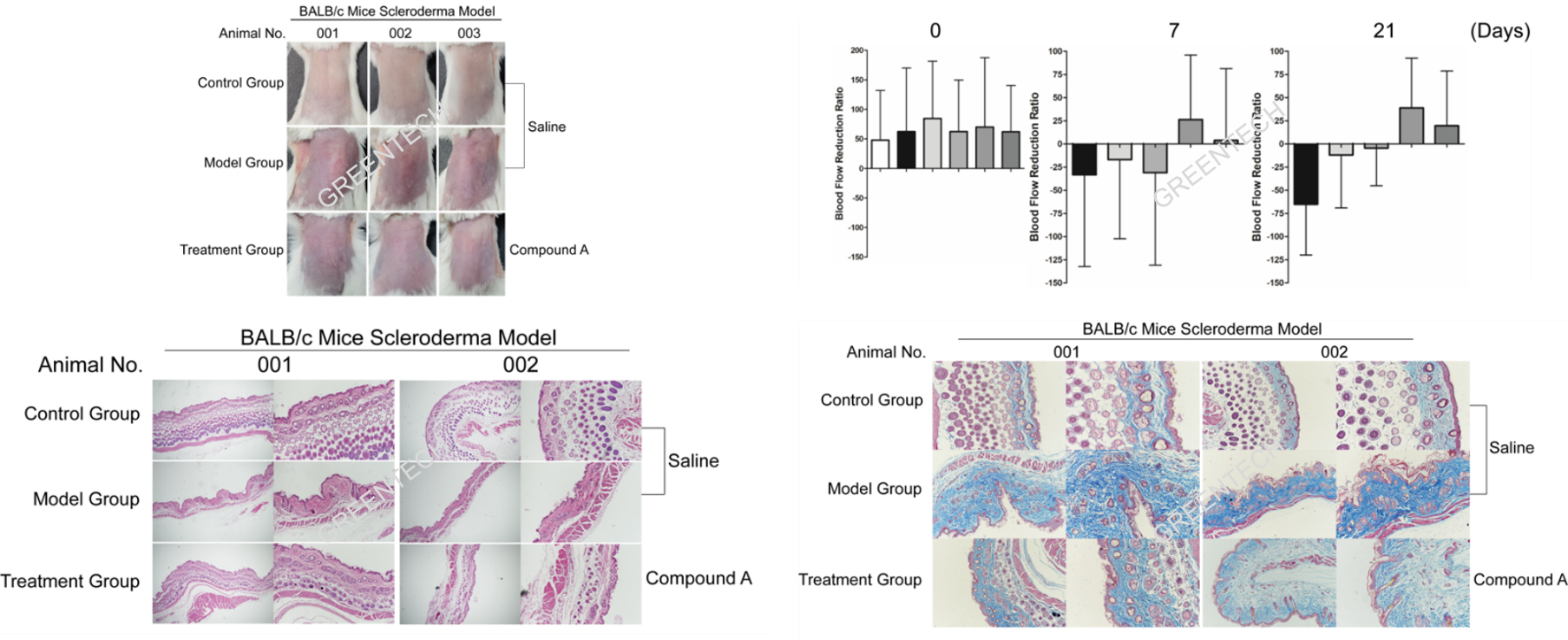 Bleomycin-induced scleroderma mouse model.png