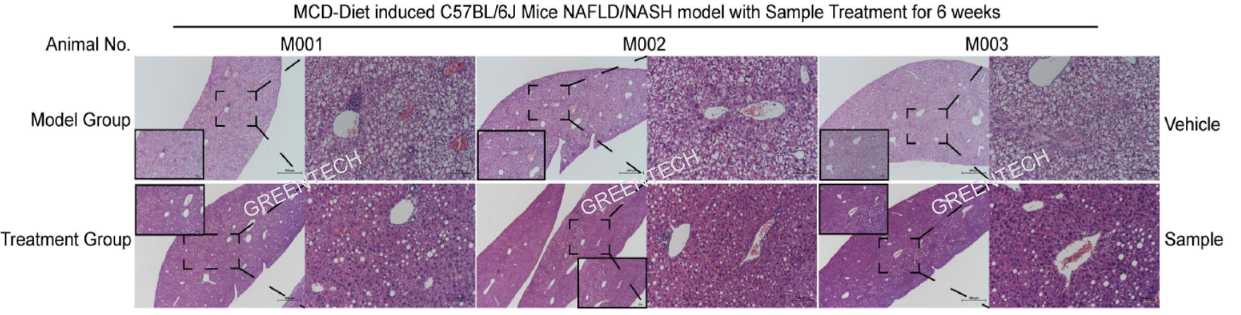 Liver histopathology of rodent NASH models induced by MCD diet feeding for 6 weeks.png