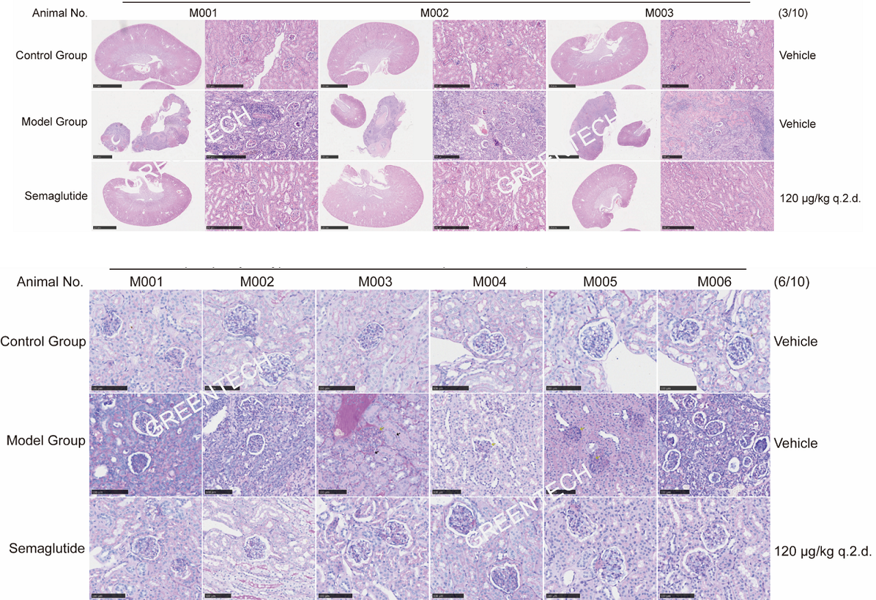 H&E and PAS staining of kidneys from db/db mice.png