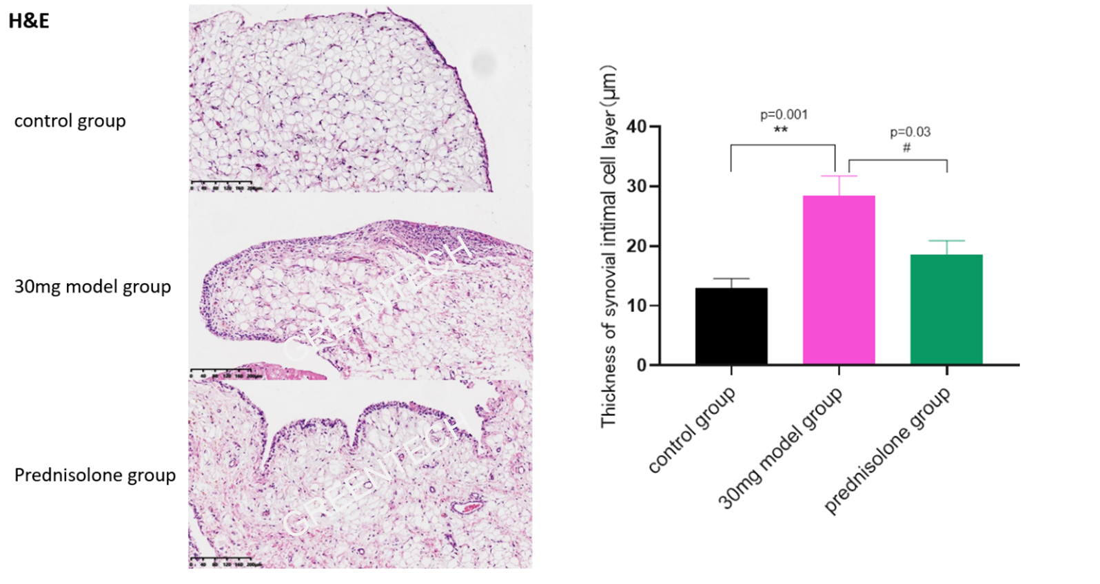 The histopathological assessment of synovial intima in the rabbit model of acute gouty arthritis.png