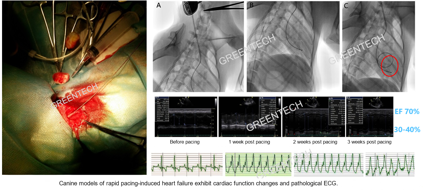 Canine models of rapid pacing-induced heart failure exhibit cardiac function changes and pathological ECG.png
