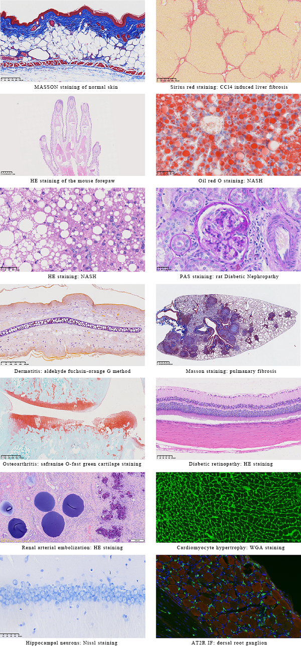 case study: rich experience in histopathogy and diagnostics.png