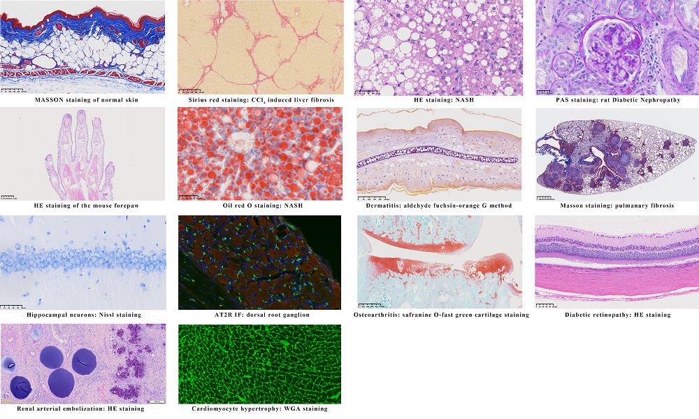 Case study of histopathological assessment at Greentech Bioscience.png
