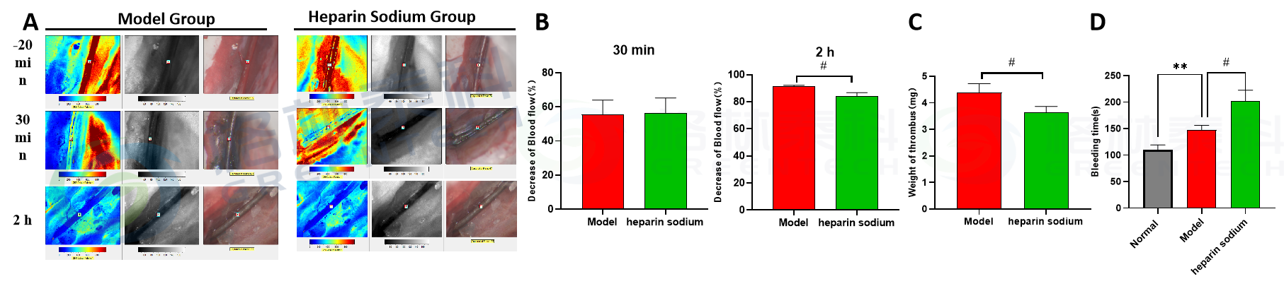 FeCl3诱导兔颈动脉血栓模型.png